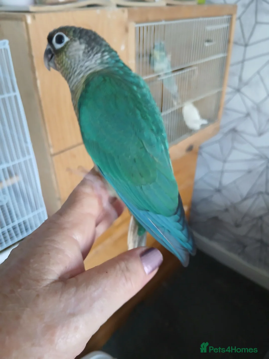 Conures birds for sale: Conure in Clacton-on-Sea - Advert 1