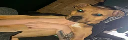 Mixed Breed dogs for stud: Staffy X Breed For Stud - Advert 3
