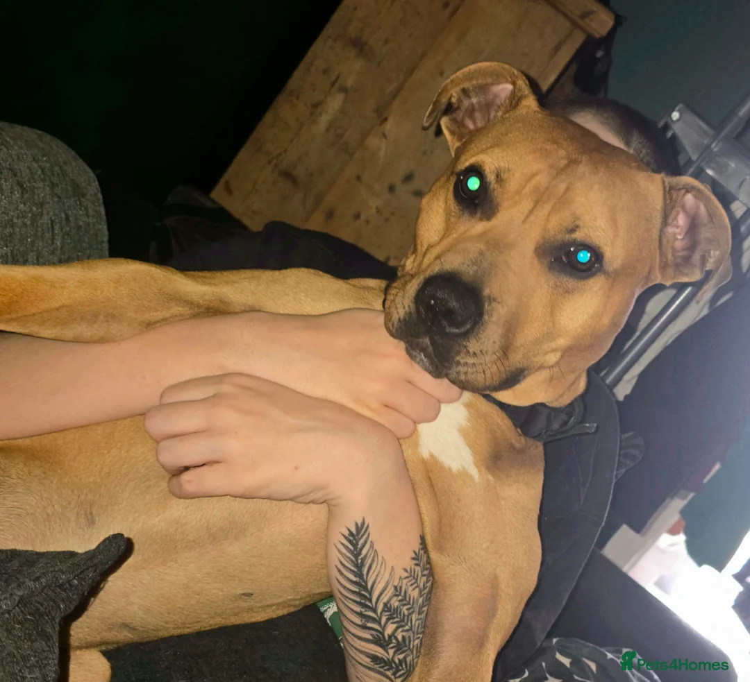 Mixed Breed dogs for stud: Staffy X Breed For Stud - Advert 3