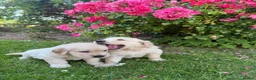 Golden Retriever dogs for sale: Chunky golden retriever puppies, kc registered in Poulton-le-Fylde - Advert 16