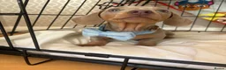 Miniature Dachshund dogs for sale: Baby Bertie  - Advert 2
