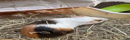 Guinea Pig rodents for sale: 2 wonderful guinea pig very friendly  - Advert 9
