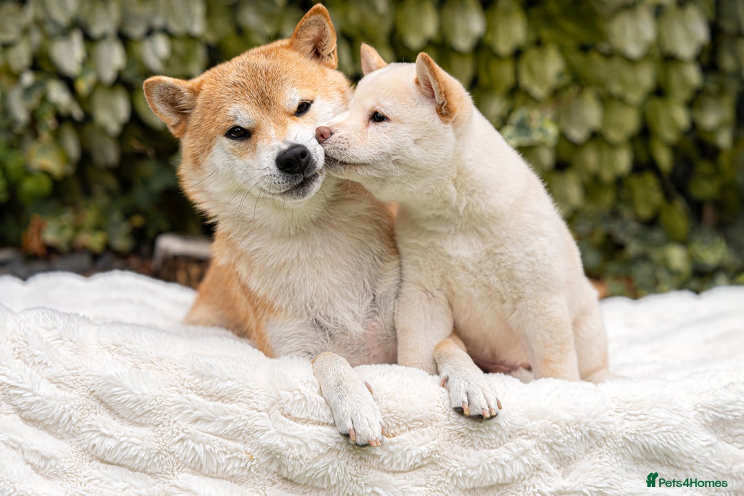 Japanese Shiba Inu dogs for sale: Beautiful Cream Shiba Inu boy for sale  - Image 23