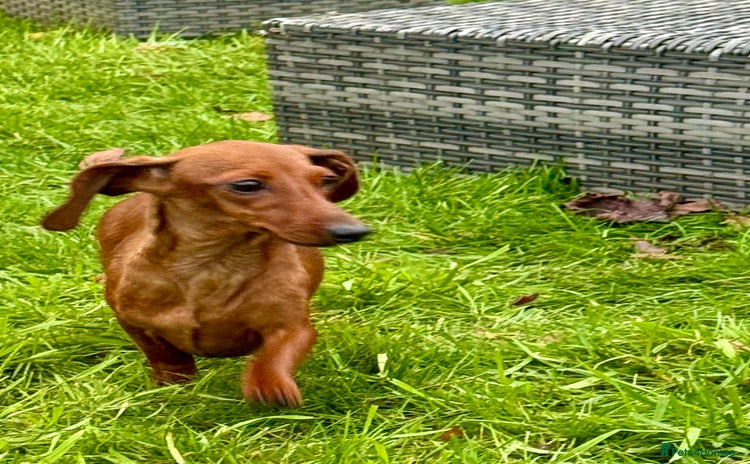Miniature Dachshund dogs Pixie: The Little Dog Who Escaped the Darkness - Advert 8