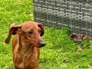 Miniature Dachshund dogs Pixie: The Little Dog Who Escaped the Darkness - Advert 2