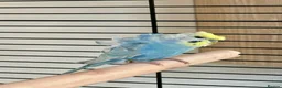 Budgerigars birds for sale: Blue & Coco – Beautiful Budgie Boys in London - Advert 9