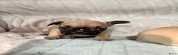 French Bulldog dogs for sale: Pedigree Mum Frenchy Pups-Gorgeous and ready soon! - Advert 24