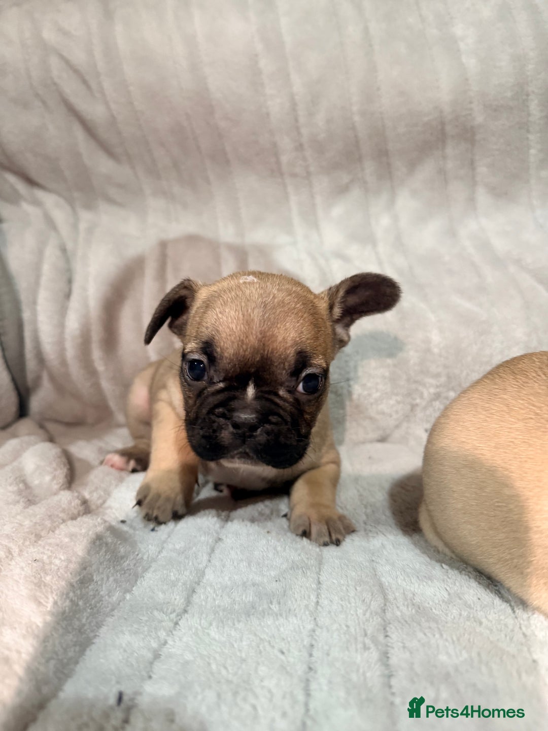 French Bulldog dogs for sale: Pedigree Mum Frenchy Pups-Gorgeous and ready soon! - Advert 24