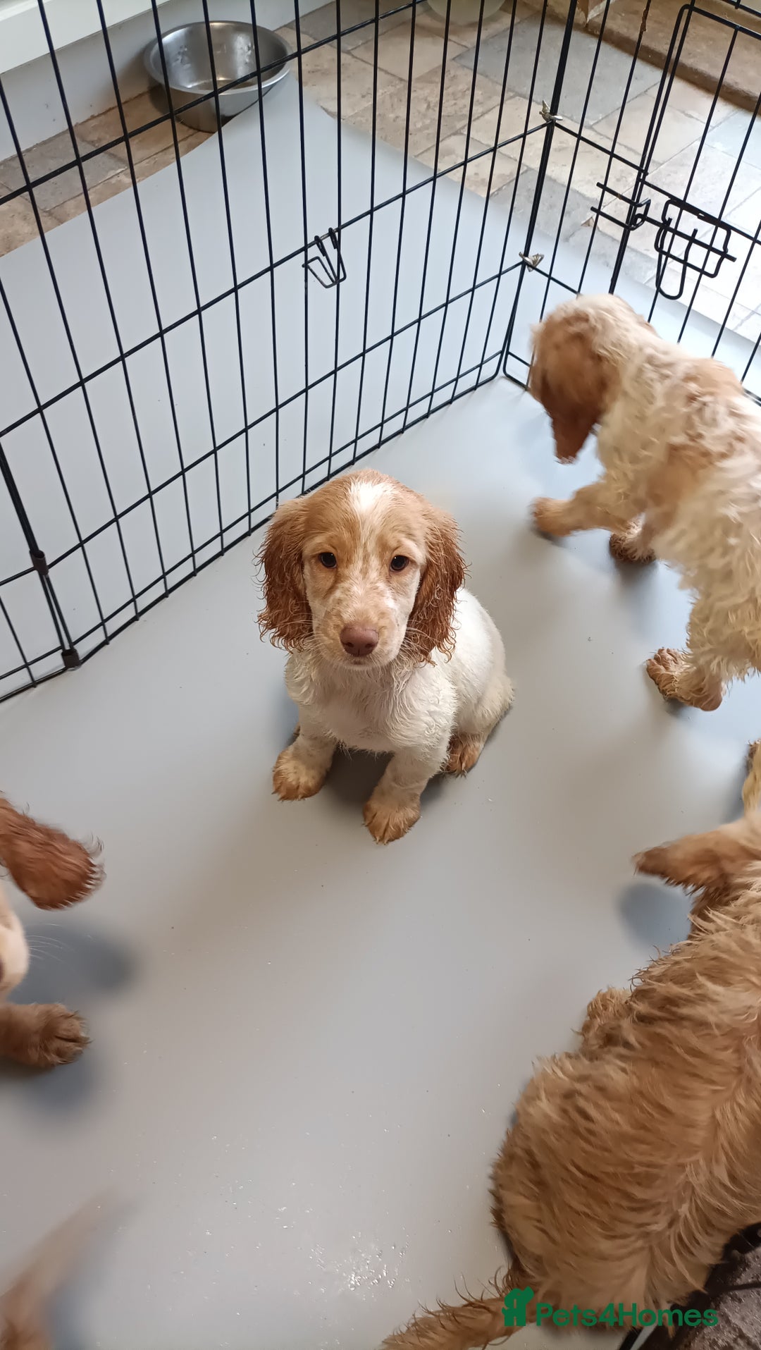 Cockapoo dogs for sale: Cockapoo F1B - Image 22