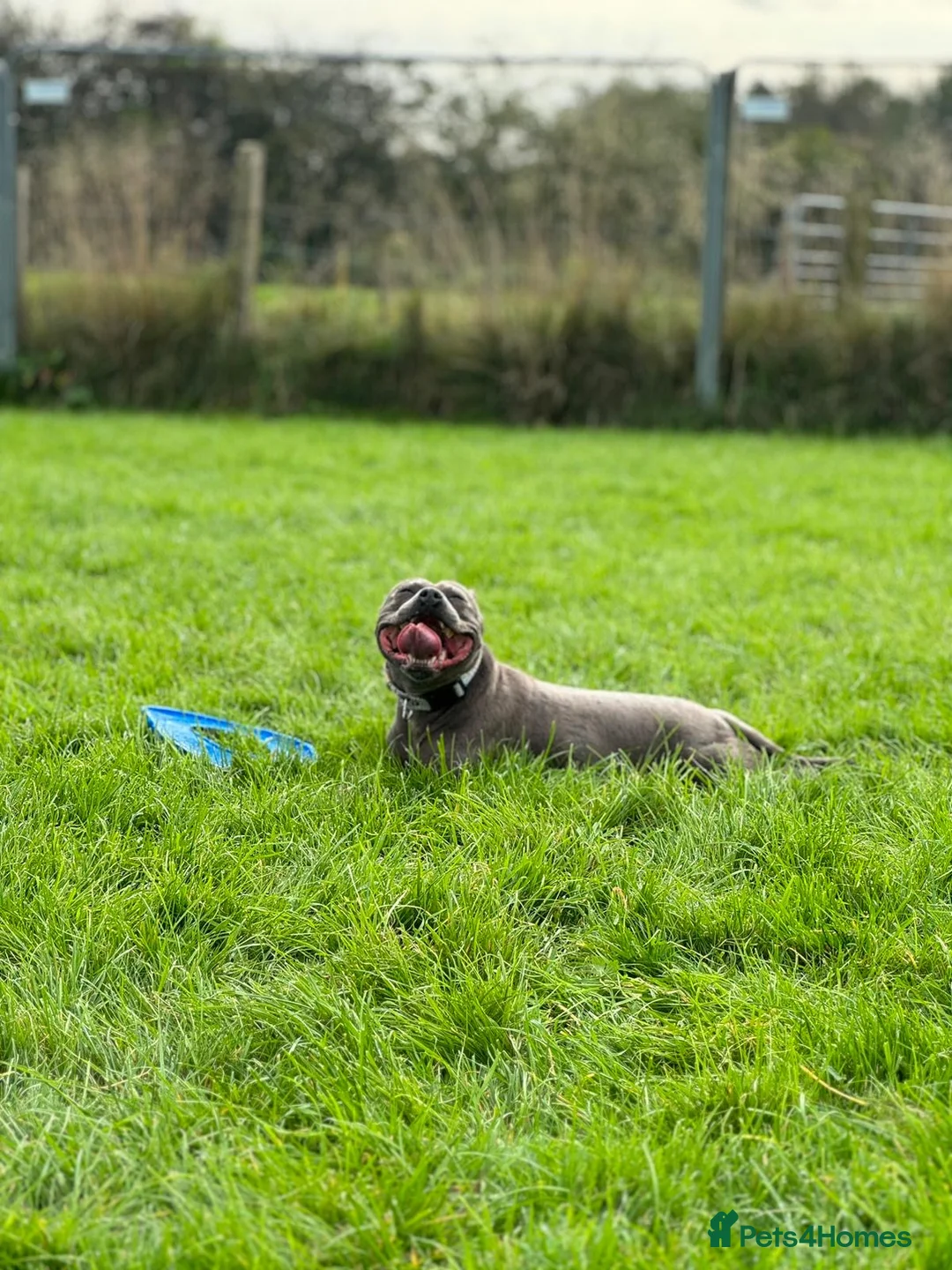 Staffordshire Bull Terrier dogs for sale: Skye - Staffordshire bull terrier  - Advert 3