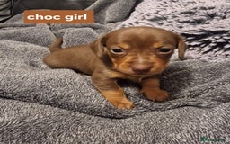 Miniature Dachshund dogs for sale: CHAMPION KC REG MINIATURE DACHSHUND PUPS.  - Image 2