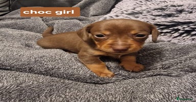 Miniature Dachshund dogs - Advert 13