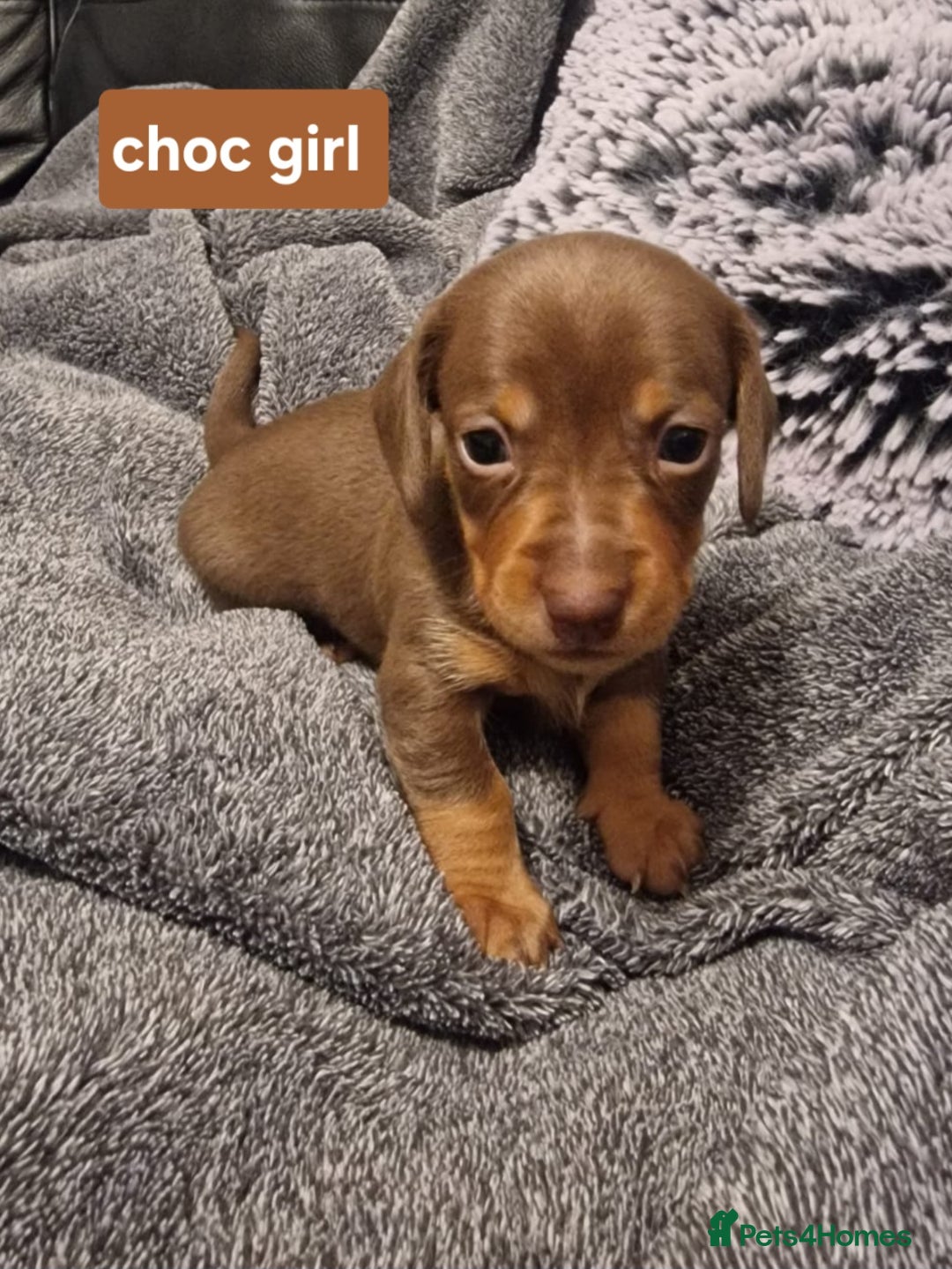 Miniature Dachshund dogs for sale: CHAMPION KC REG MINIATURE DACHSHUND PUPS.  - Image 2