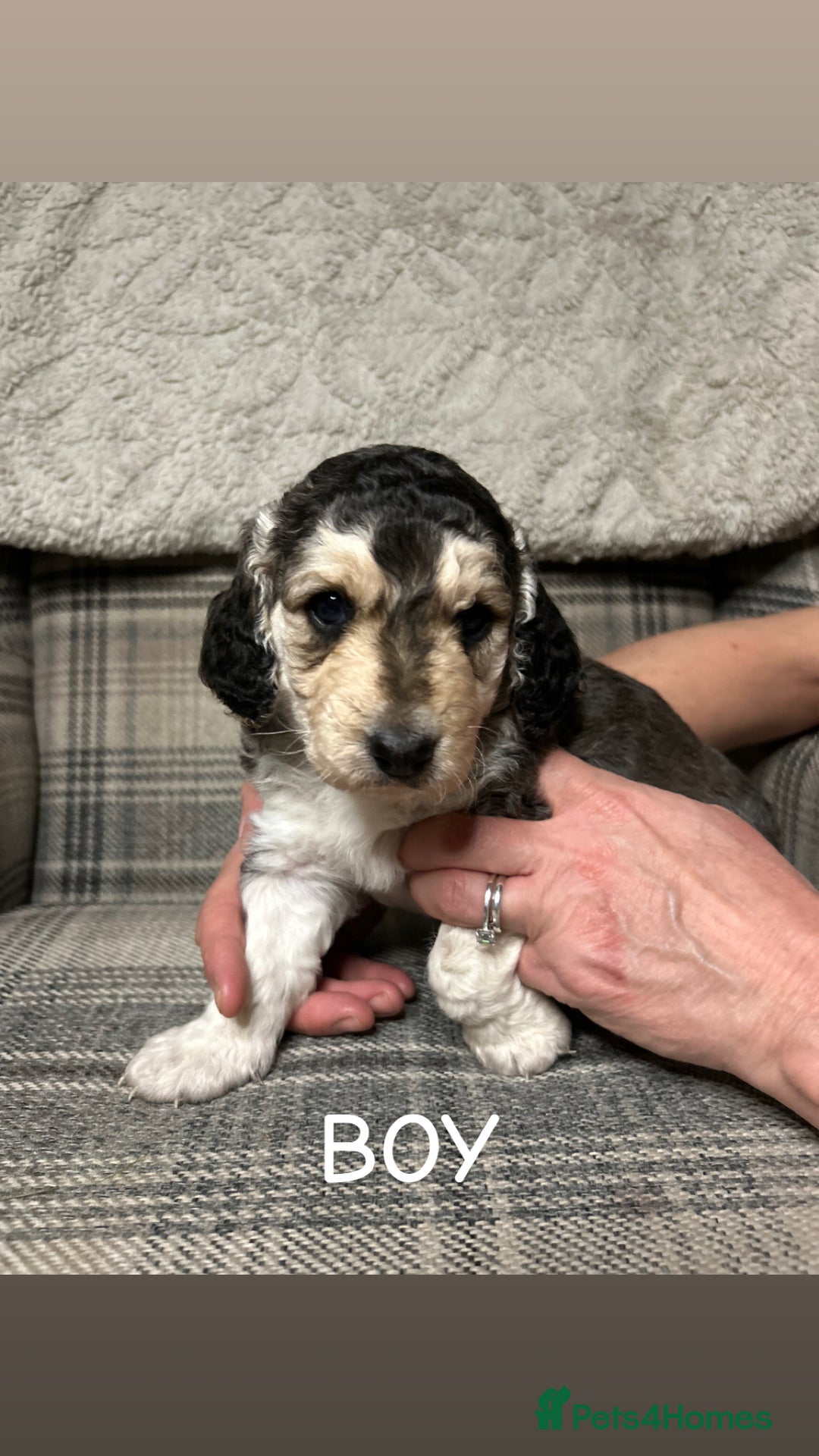 Cockapoo dogs for sale: F2 Cockapoos  - Advert 3