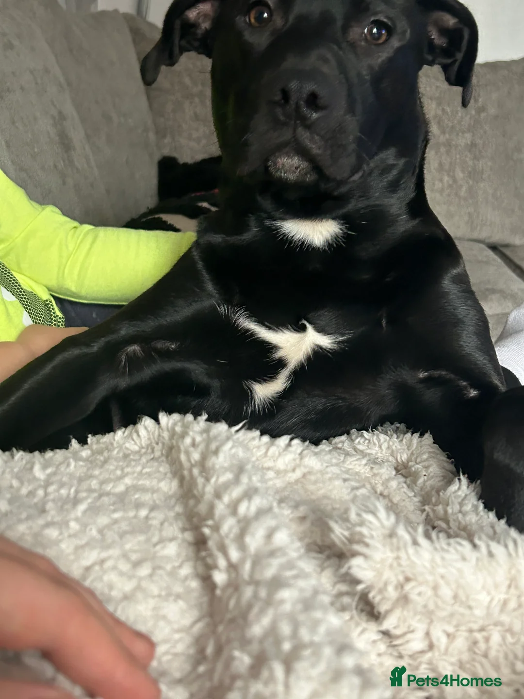 Mixed Breed dogs for sale: Lab-staffy DUKE for sale!  in Leyland - Advert 4