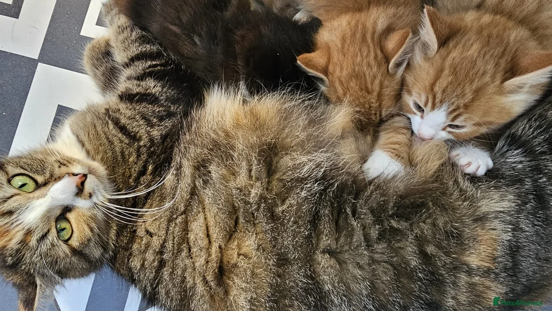 Mixed Breed cats for sale: 4 Adorable (3 Ginger) Kittens for Sale - Advert 2