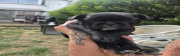 French Bulldog dogs for sale: Wembley in Wembley - Advert 10
