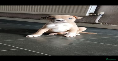 Staffordshire Bull Terrier dogs - Advert 5