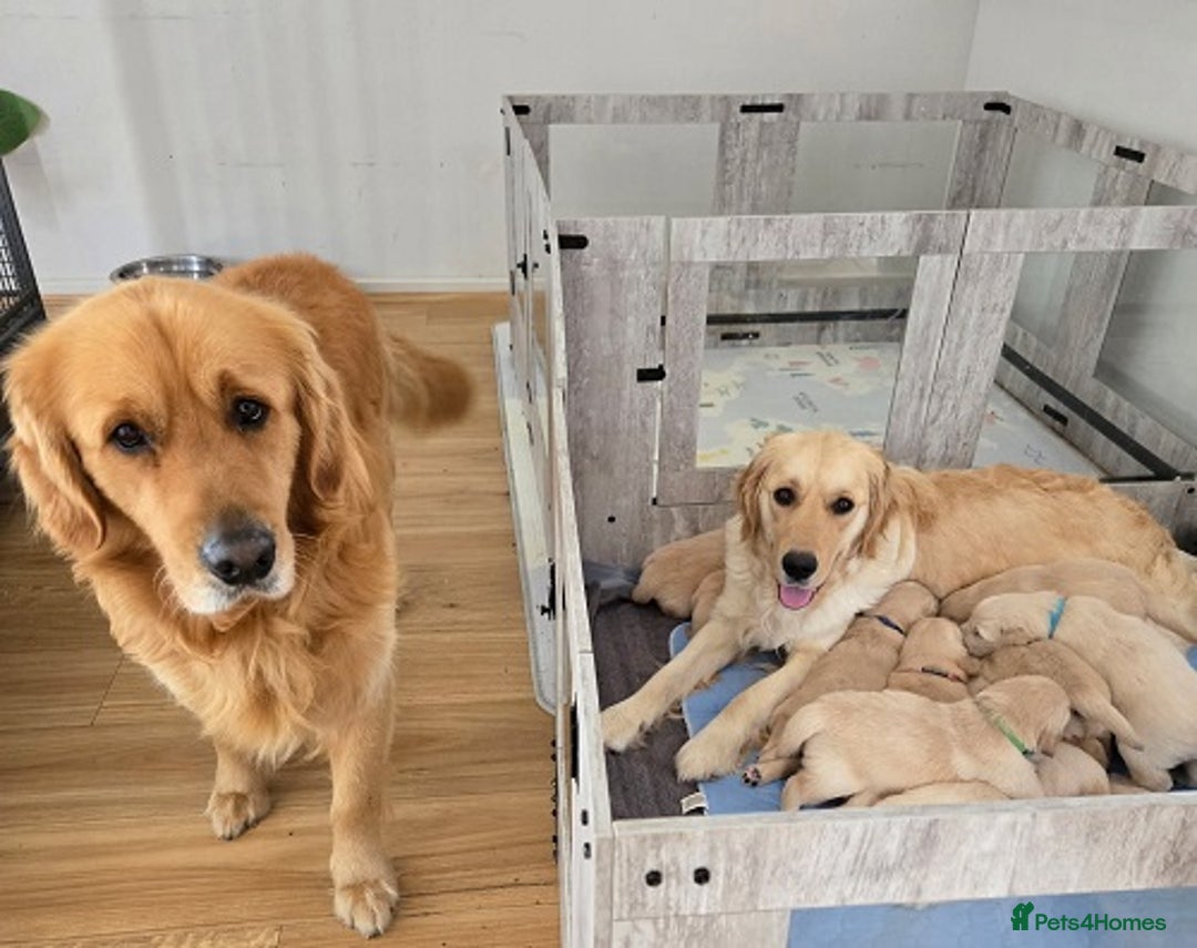 Golden Retriever dogs for sale: Welcome! Our Quality Golden Retriever Puppies - Advert 7