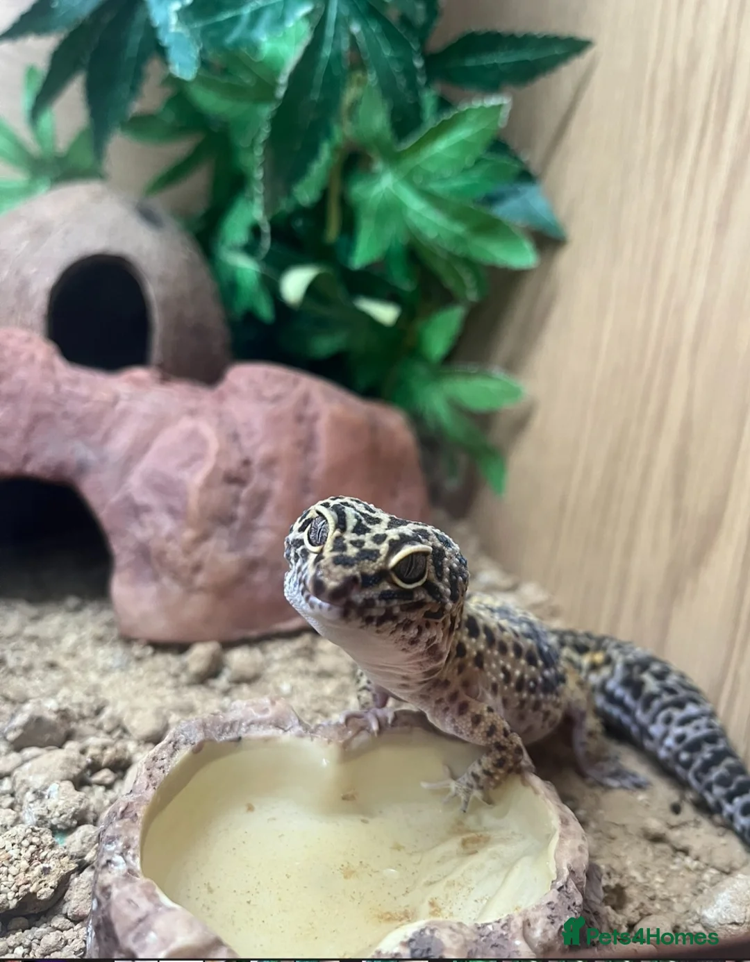 Leopard Gecko reptiles for sale: Female leopard geckos - Advert 3