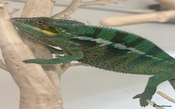Chameleon reptiles for sale: Ambilobe male chameleon - Image 6