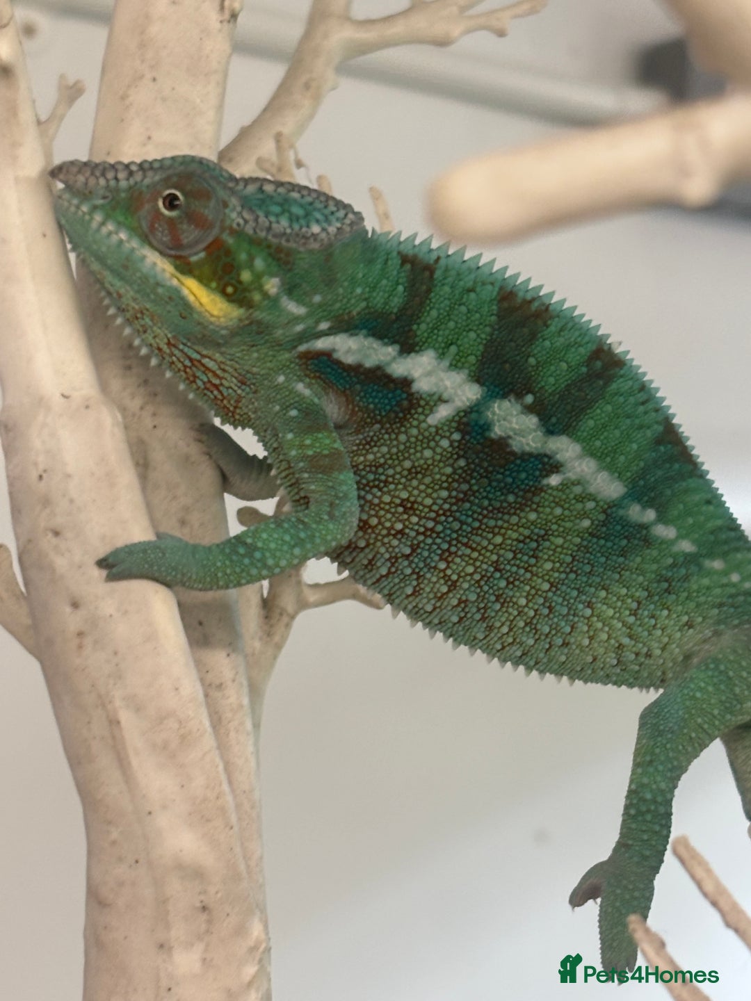 Chameleon reptiles for sale: Ambilobe male chameleon - Image 6