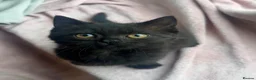 Mixed Breed cats for sale: LAST! Female Kitten (read) in Swindon - Advert 4