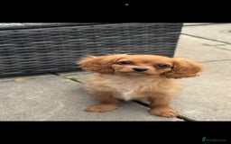 Cavapoochon dogs for sale: Cavapoochon boy  - Image 7