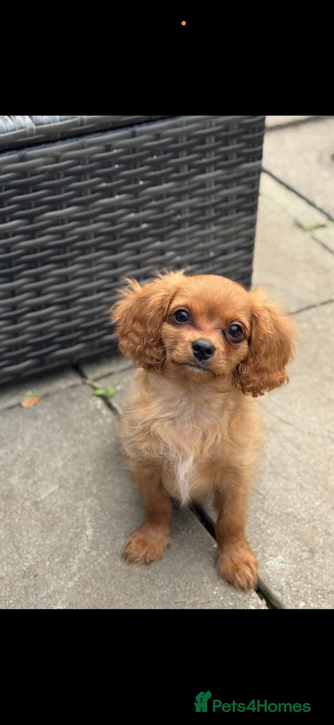 Cavapoochon dogs for sale: Cavapoochon boy  - Image 7