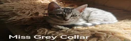 Bengal cats for sale: Beautiful Bengal Silver Marbled and Snow girls.  - Advert 6