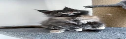 Maine Coon cats for sale: Maine coon - Advert 6