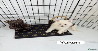 Japanese Spitz dogs - Advert 9