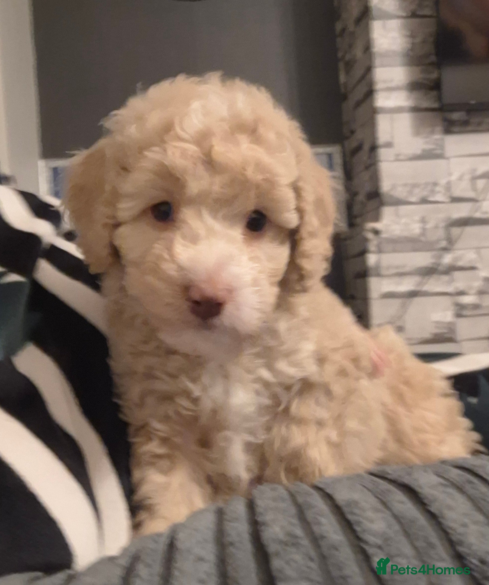 Cockapoo dogs Ready for their new homes - Advert 15