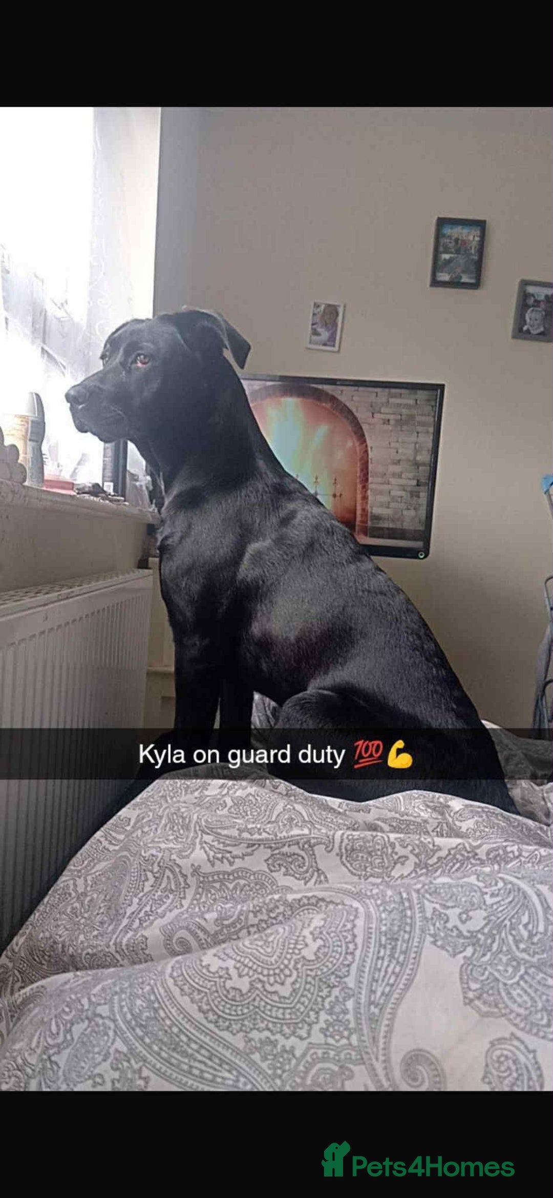Mixed Breed dogs for sale: Cane Corso X Belgian Malis - Advert 1