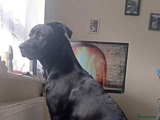 Mixed Breed dogs Cane Corso X Belgian Malis - Advert 1