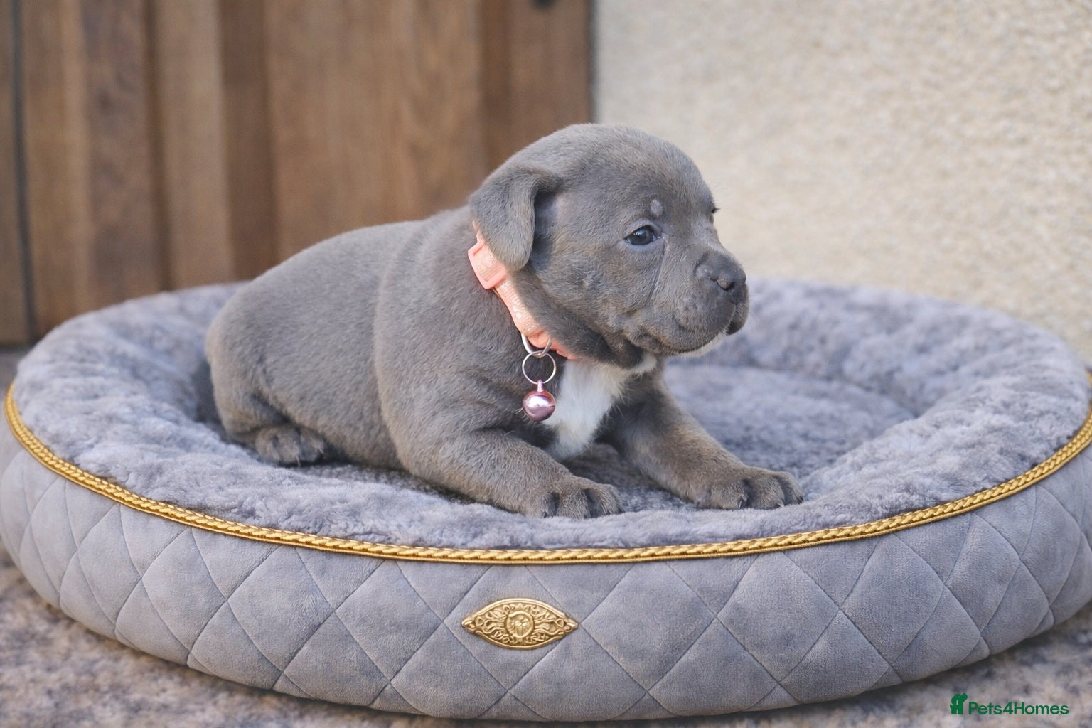 Staffordshire Bull Terrier dogs SOLID BLUE TEDDY BEAR STAFFS 💯🔥 - Advert 1