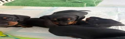Miniature Dachshund dogs for sale: Mini dachshund puppies  - Advert 4