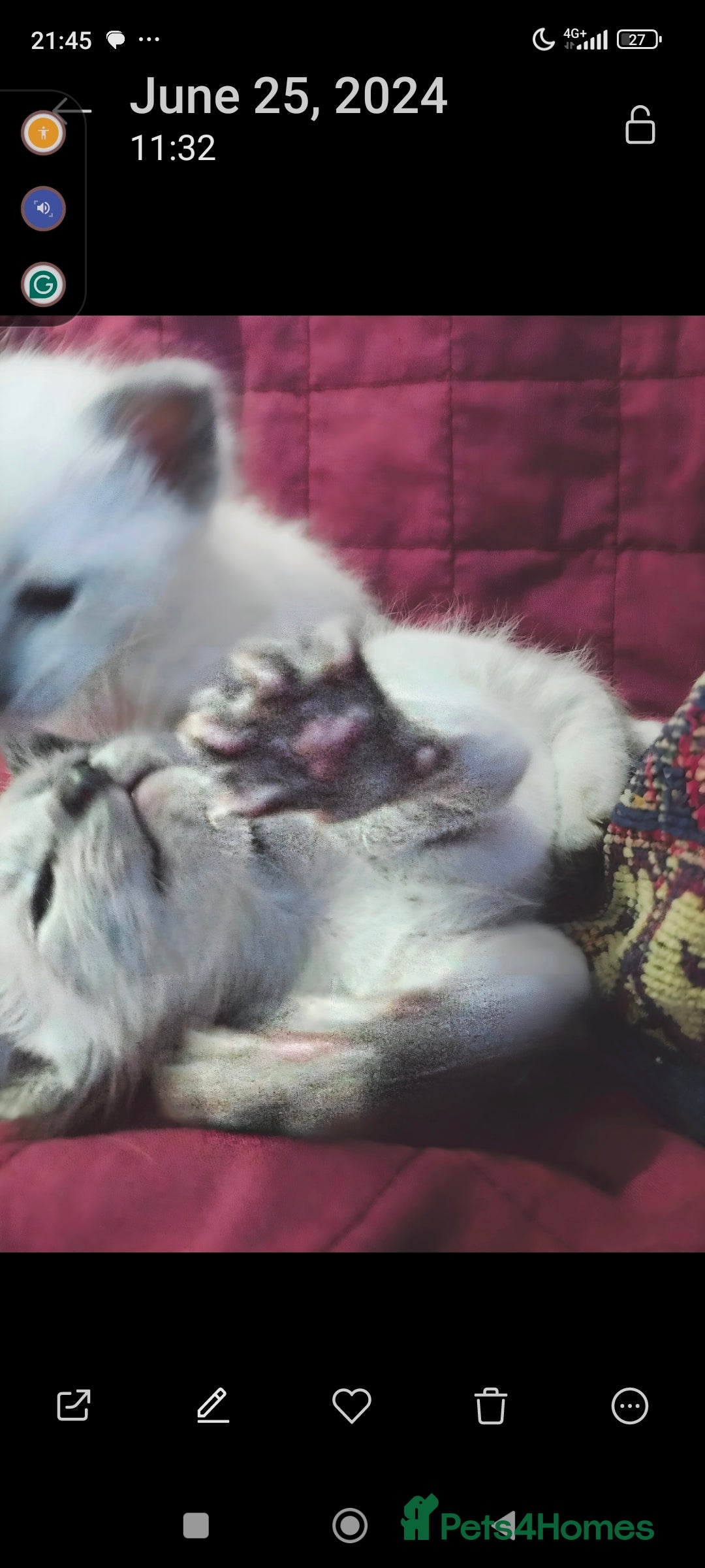 Siamese cats for sale: Absolutely EXCEPTIONAL Snow Kittens - Image 5