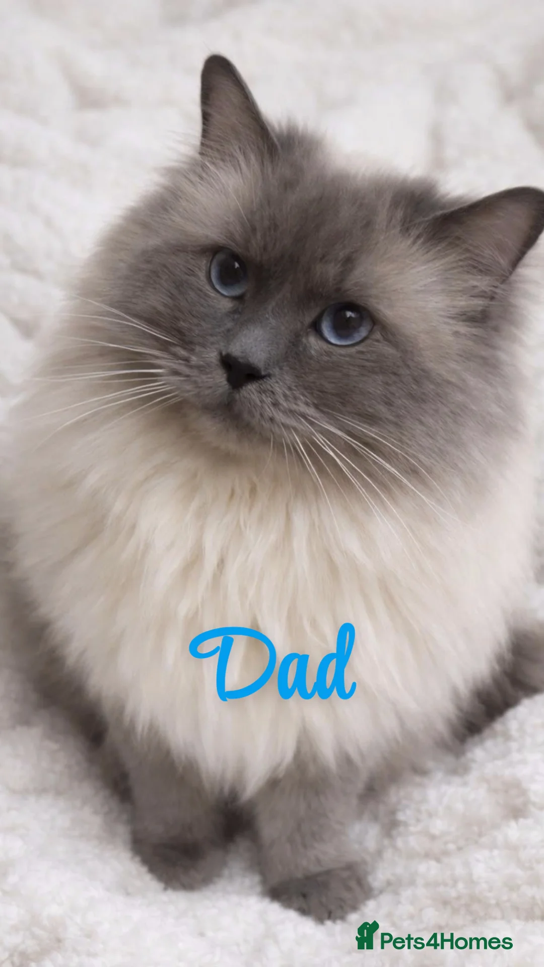 Ragdoll cats for sale: GCCF Blue pointed Ragdoll Kittens - Advert 22