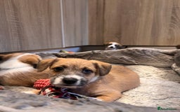 Mixed Breed dogs for sale: Cavapoo x Italian greyhound puppies  - Image 25