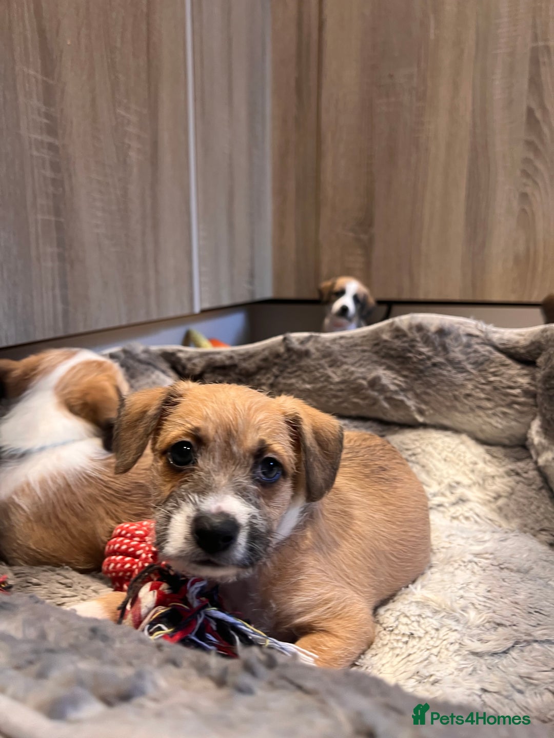 Mixed Breed dogs for sale: Cavapoo x Italian greyhound puppies  - Image 25
