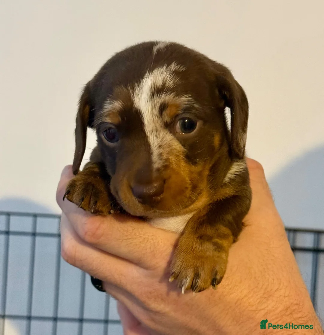 Miniature Dachshund dogs for sale: Stunning dapple boy - Advert 2