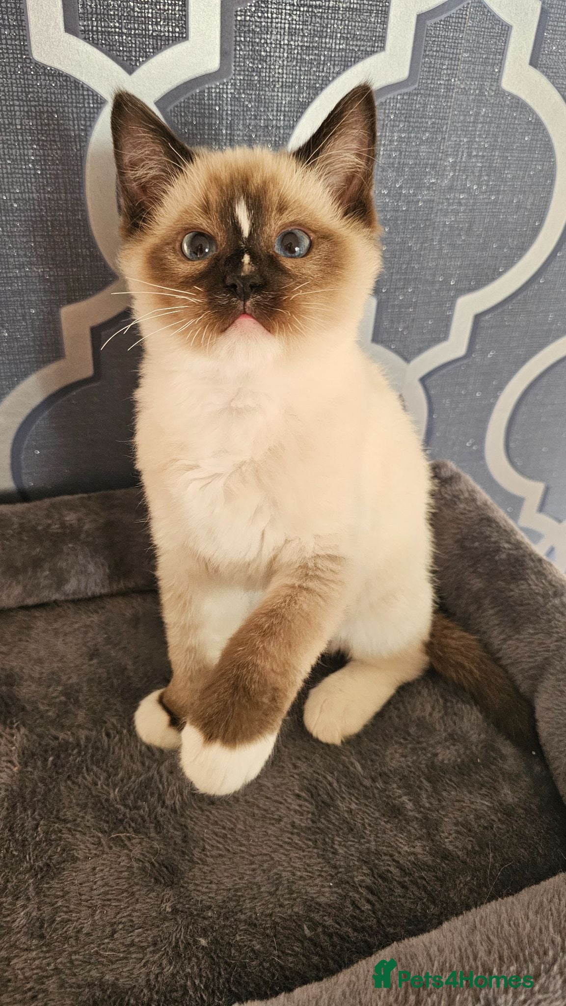 Ragdoll cats 5 Star licence held, Stunning GCCF reg kittens  - Advert 1
