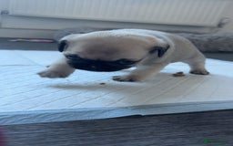 Pug dogs for sale: Pug puppies x3 girls left  - Advert 7