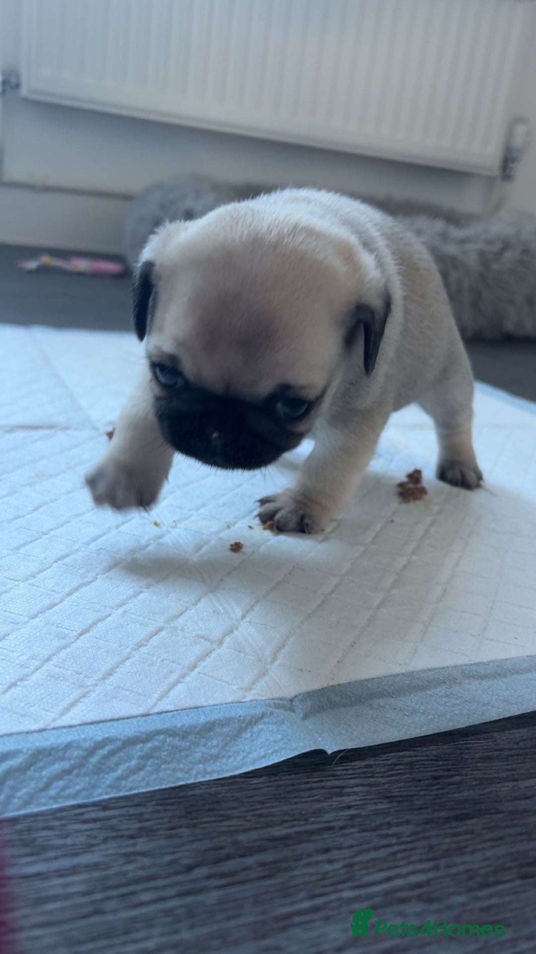 Pug dogs for sale: Pug puppies x3 girls left  - Advert 7