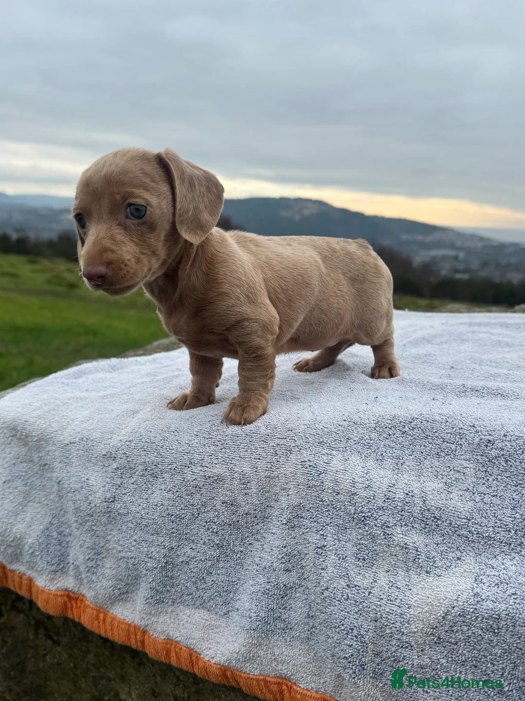 Miniature Dachshund dogs for sale: Last 3 beautiful girls from litter of 7 - Advert 6