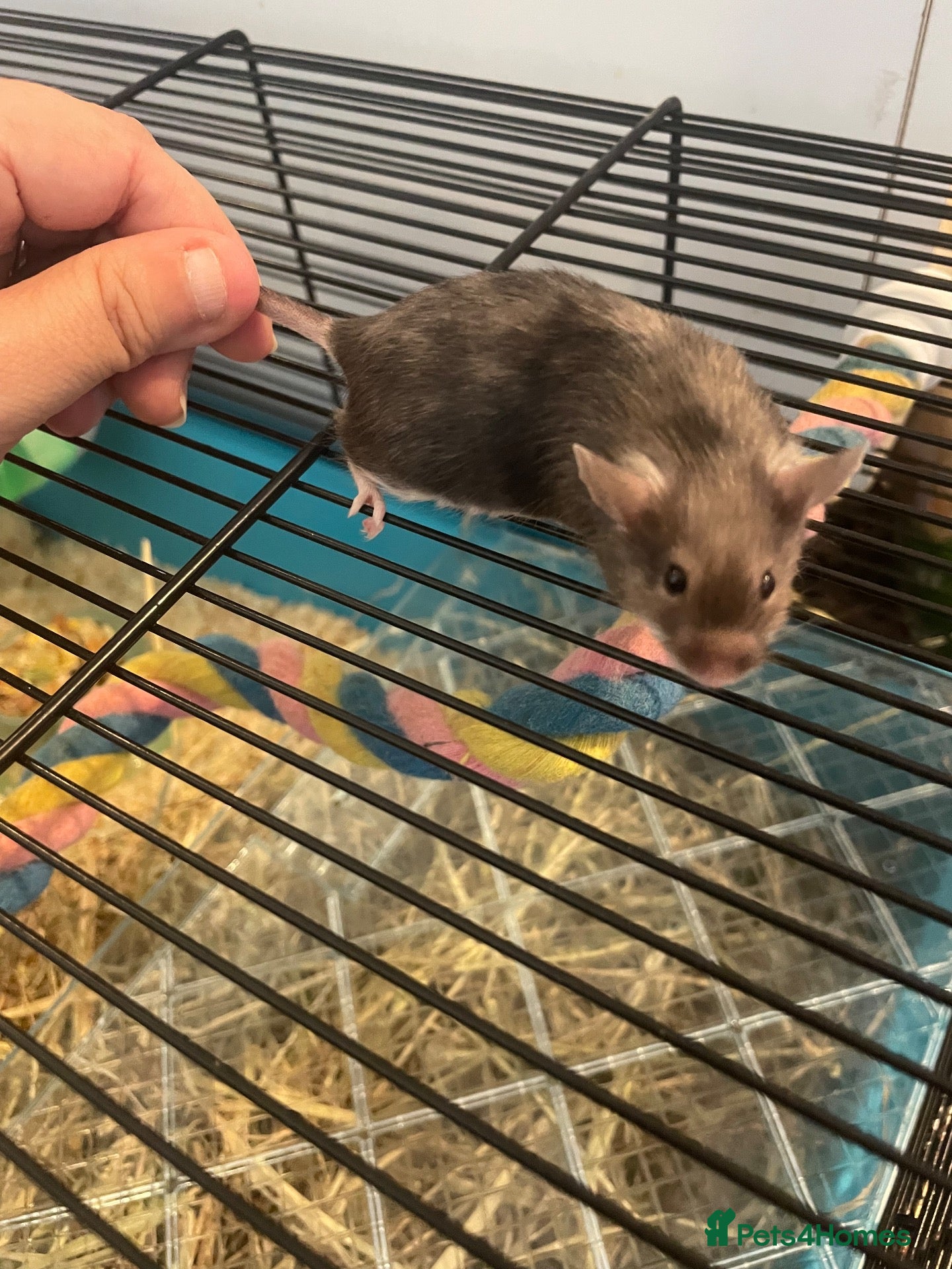 Mouse rodents for sale: Long Haired Mice - Advert 17