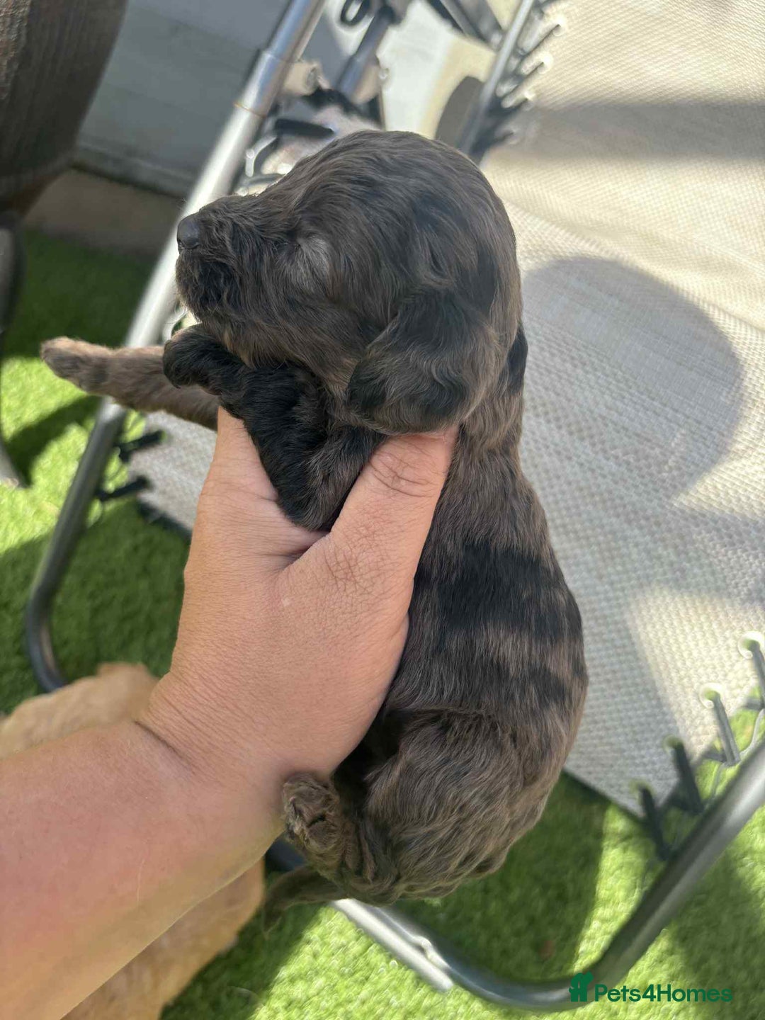 Cockapoo dogs for sale: Beautiful cockerpoo pups for sale - Image 7