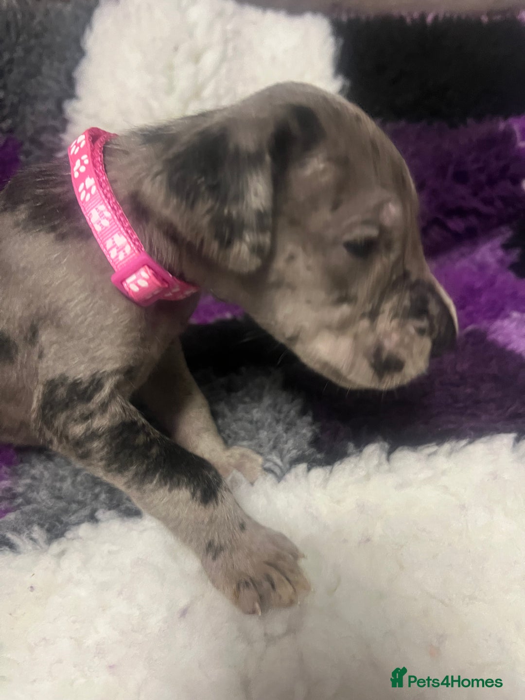 Great Dane dogs for sale: OUTSTANDING PURE BRED GREAT DANE PUPPIES FOR SALE - Image 7
