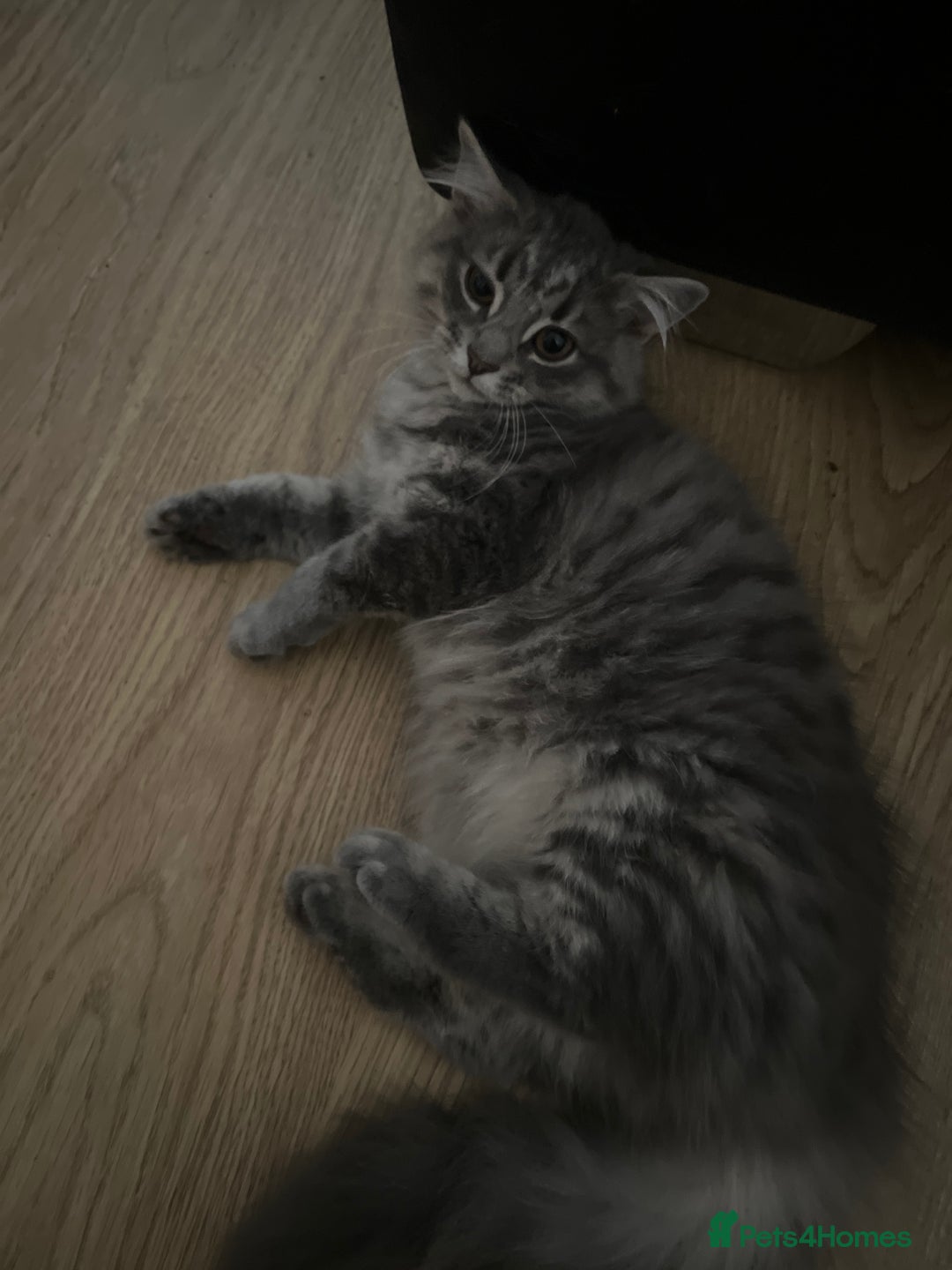 Mixed Breed cats for sale: Adorable Kittens ready for their new forever home  - Image 10